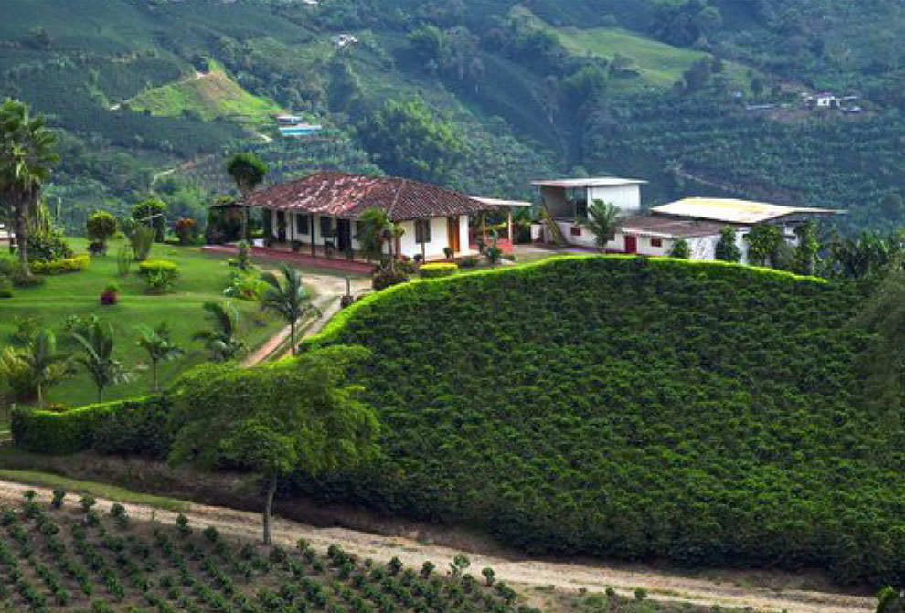 Paisaje cafetero